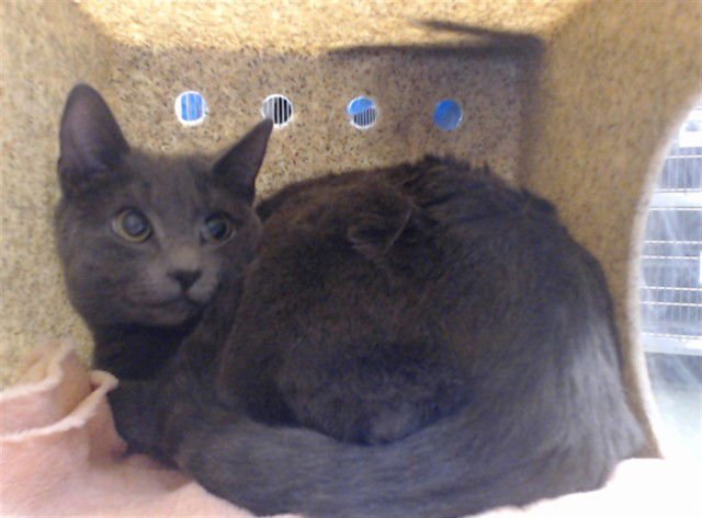 DARLA - Domestic Short Hair available for adoption