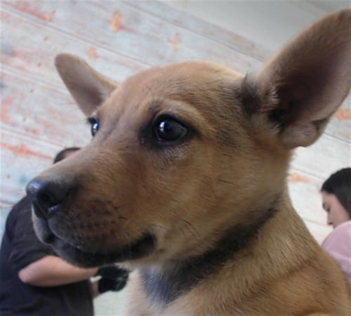 PRINCESS PEACH - German Shepherd Dog / Siberian Husky available for adoption