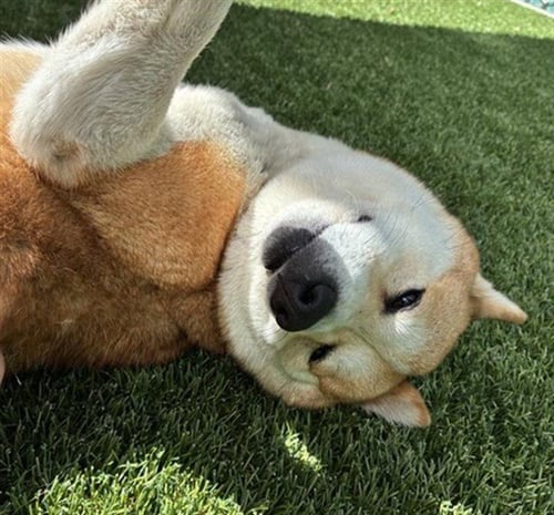 MATCHA - Shiba Inu available for adoption