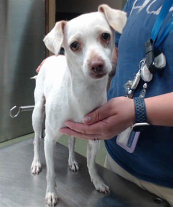PEACHY - Chihuahua available for adoption