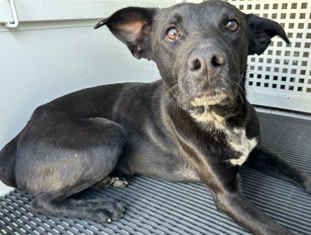 MED WAVIER KEN - Border Collie available for adoption