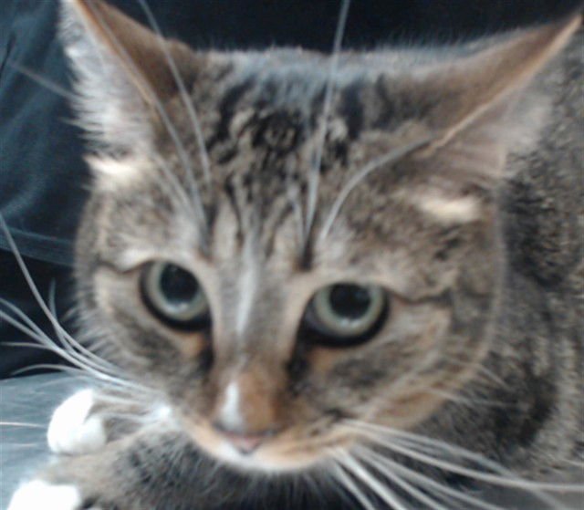 KITTY - Domestic Short Hair available for adoption