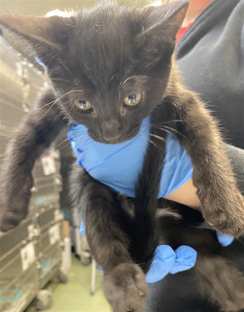 SWEETIE BELL - Domestic Short Hair available for adoption