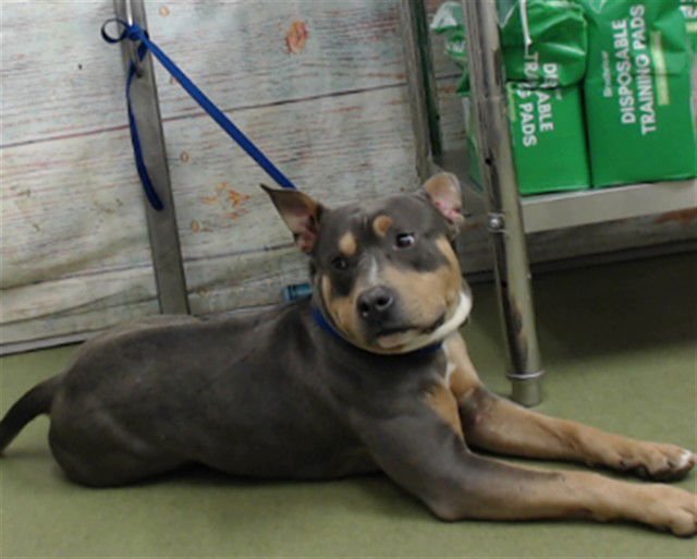 OCTAVIUS - Pit Bull Terrier available for adoption