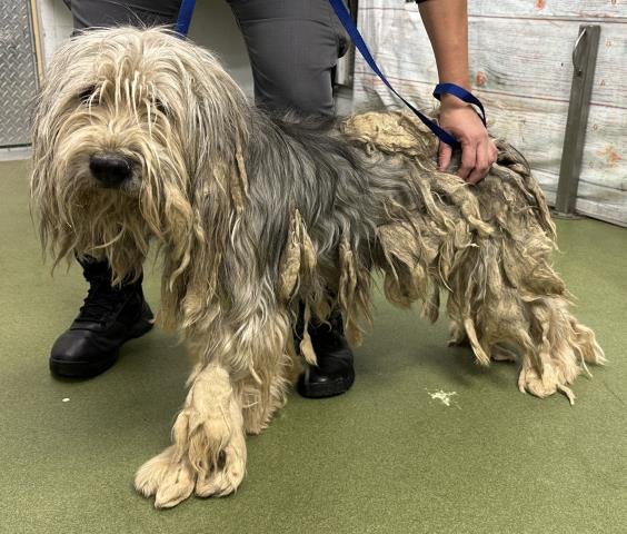 MED WAIVER OLIVER - Old English Sheepdog available for adoption