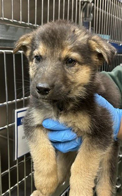 TIMMY - German Shepherd Dog available for adoption