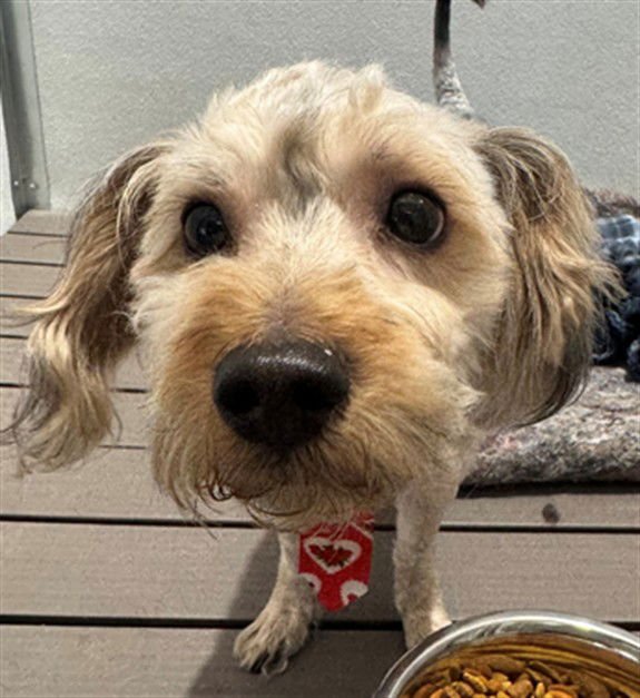 MAX - Poodle (Miniature) available for adoption