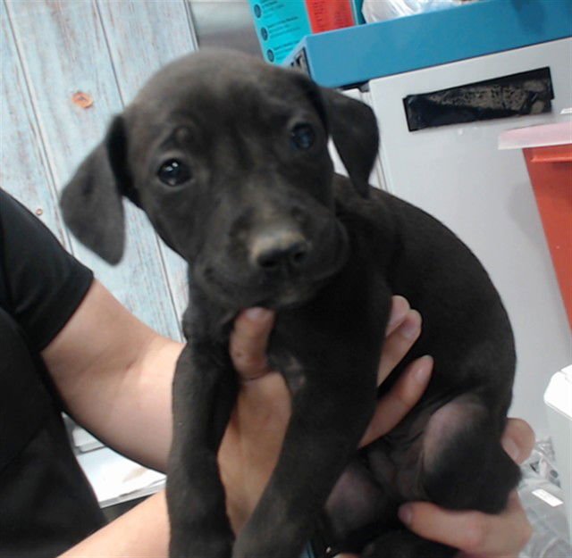 BENNY - Labrador Retriever available for adoption