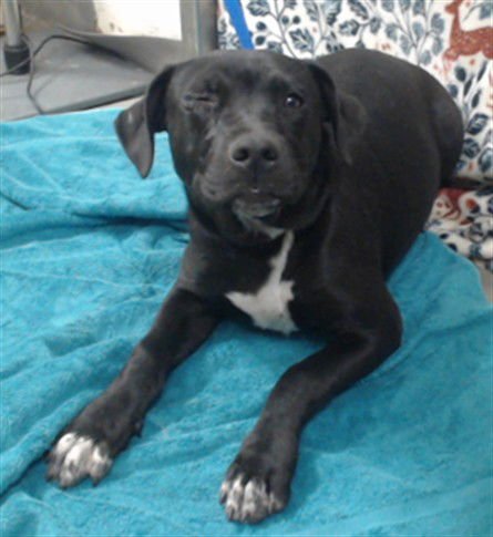 MED WAIVER D.W. - Labrador Retriever available for adoption