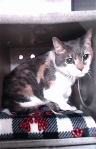 ABIGAIL - Domestic Short Hair available for adoption