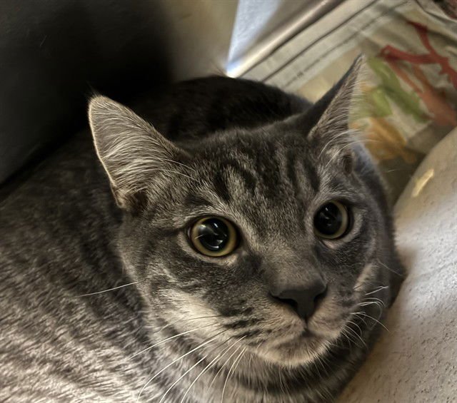 PUFFBALL - Domestic Short Hair available for adoption