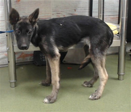 BOBBY JOHN - German Shepherd Dog available for adoption