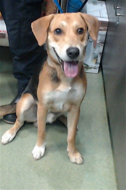 HARLEY - Beagle available for adoption