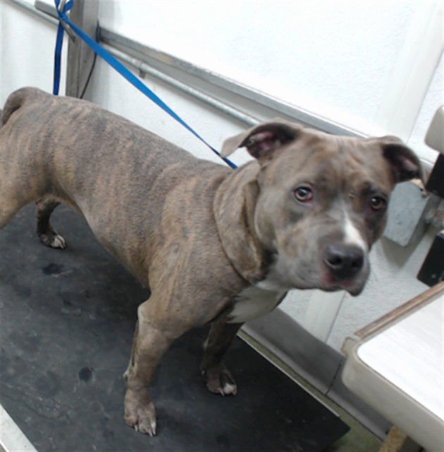 COCO - Pit Bull Terrier available for adoption