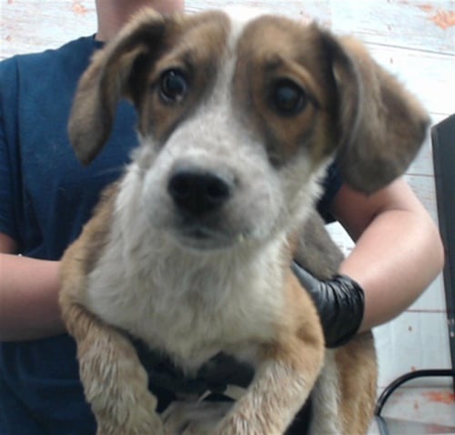 TIGER LILY - Australian Cattle Dog/Blue Heeler available for adoption
