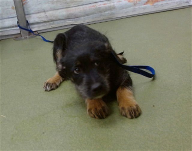 JINGO - German Shepherd Dog / Terrier available for adoption
