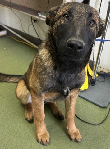 ARCHIE - German Shepherd Dog available for adoption