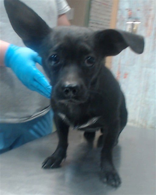 LILY - Chihuahua available for adoption