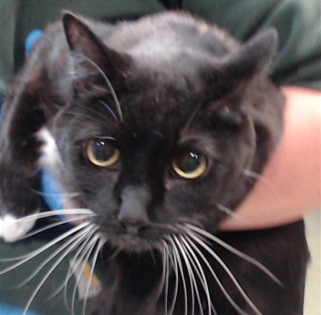 DONNA - Domestic Short Hair available for adoption