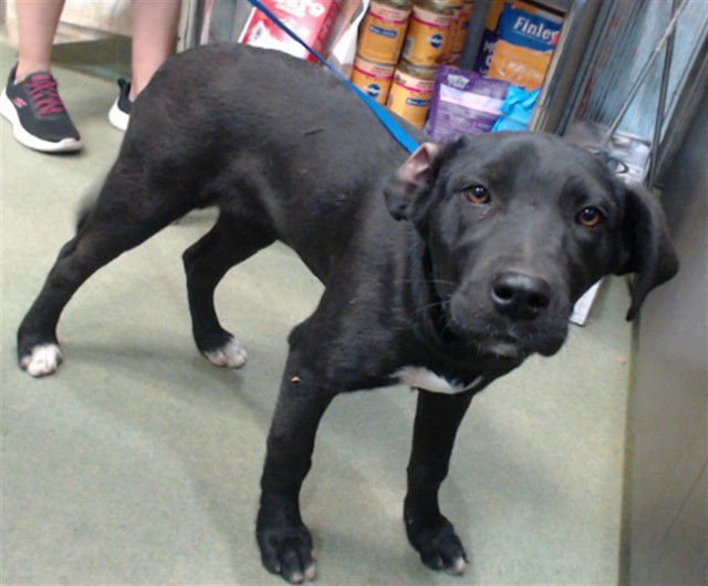 MAYA - Labrador Retriever available for adoption