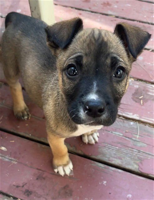 PEPPERMINT - Pit Bull Terrier available for adoption