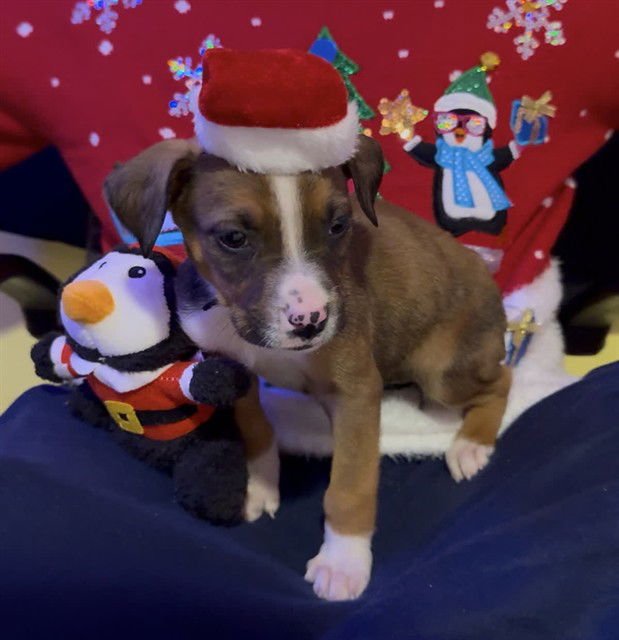 CLARA - Labrador Retriever available for adoption