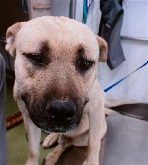 BUCKY - Pit Bull Terrier available for adoption