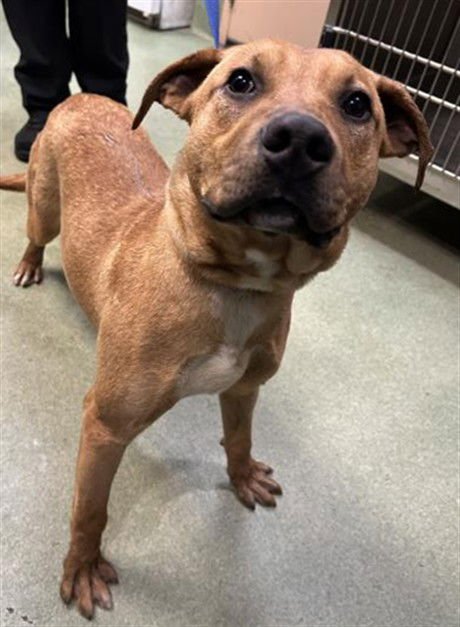 MAUSER - Labrador Retriever available for adoption