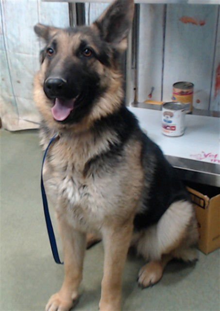 DARLING - German Shepherd Dog available for adoption