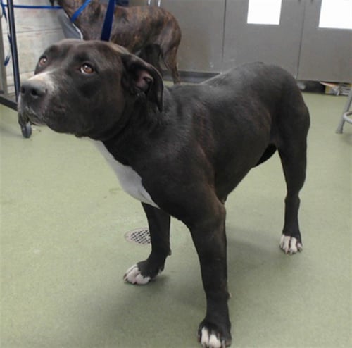 FLOWER - Pit Bull Terrier available for adoption