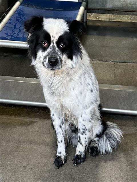 MED WAIVER ZIGGY - Australian Cattle Dog/Blue Heeler available for adoption
