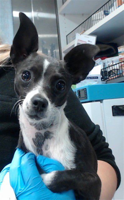 SUSIE - Chihuahua available for adoption