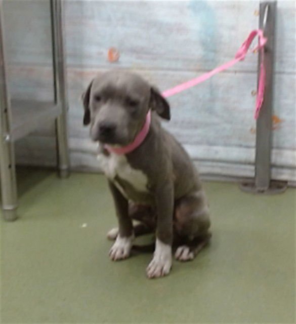 JOE - Pit Bull Terrier available for adoption