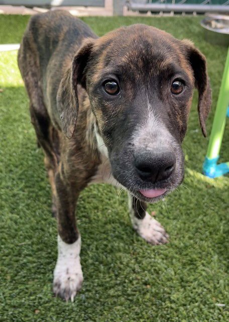 JILL - Labrador Retriever available for adoption