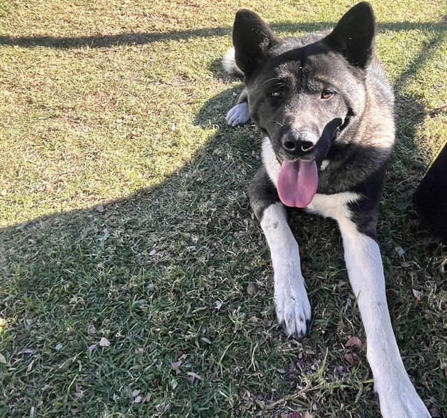 MAMA NOVA - Akita available for adoption