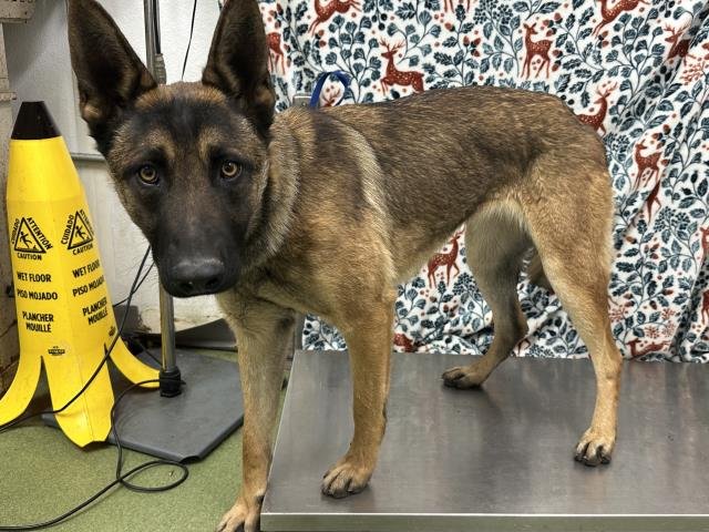 ELOWEN - German Shepherd Dog available for adoption