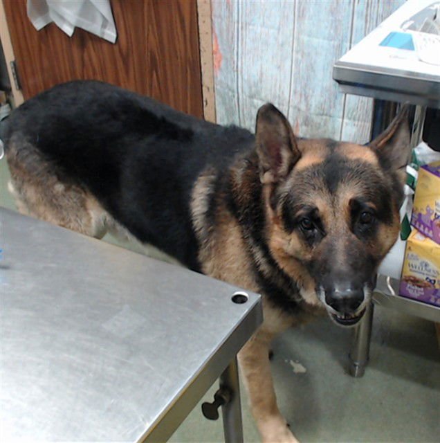 GOLIATH - German Shepherd Dog available for adoption
