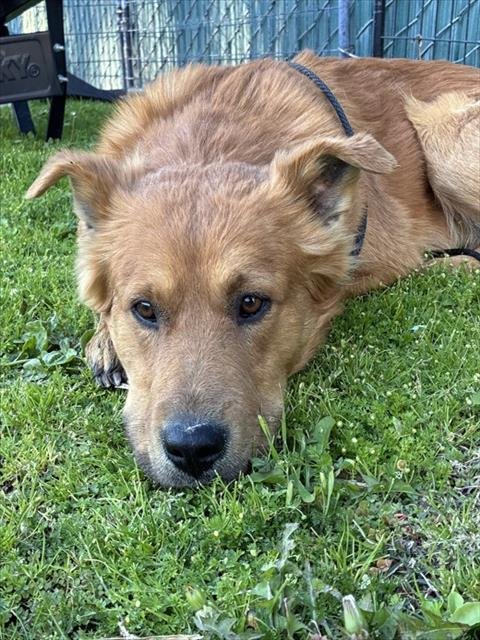 BRICK - Akita available for adoption