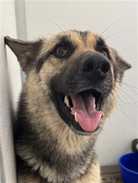 MED WAIVER BELL - German Shepherd Dog available for adoption