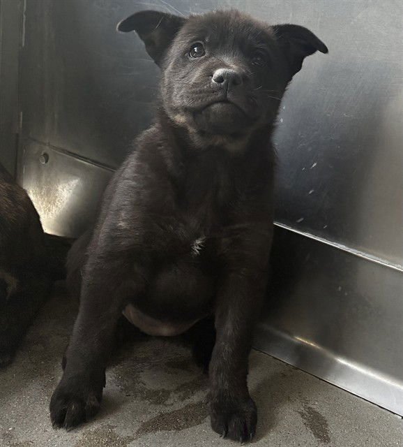 MED ADOPT PAYTON - Australian Cattle Dog/Blue Heeler available for adoption