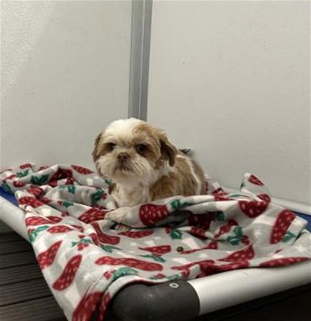 SHAYLA - Shih Tzu available for adoption