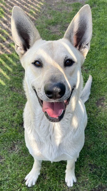 WINNIE - German Shepherd Dog available for adoption