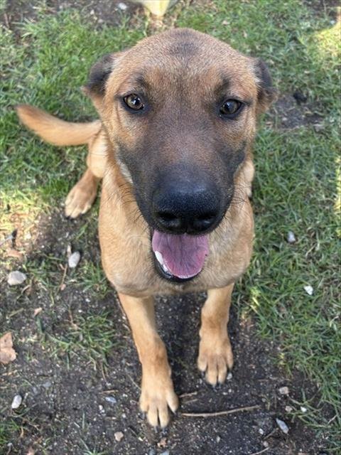 SHAKIRA - German Shepherd Dog available for adoption