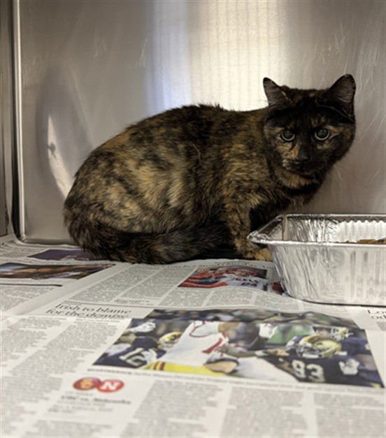 MOCHA - Domestic Short Hair available for adoption