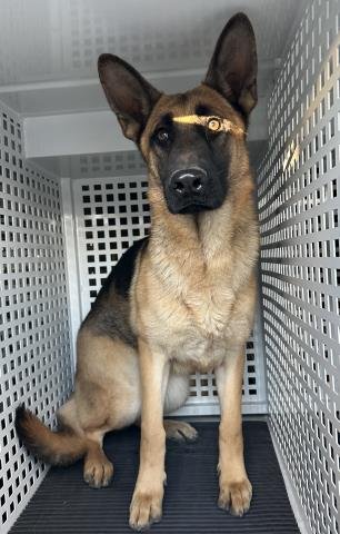 MISTY - German Shepherd Dog available for adoption