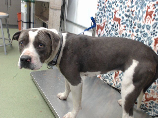 NORMA - Pit Bull Terrier available for adoption