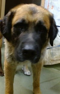 RAGNAR - Photo 1