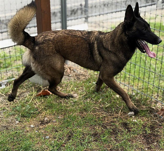 KARMA - Belgian Shepherd Malinois available for adoption