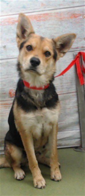 ASHLYN - German Shepherd Dog available for adoption