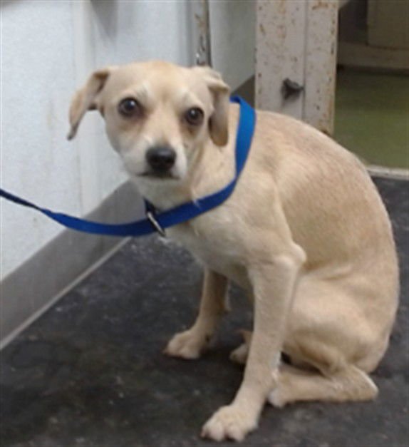 LEO - Chihuahua available for adoption